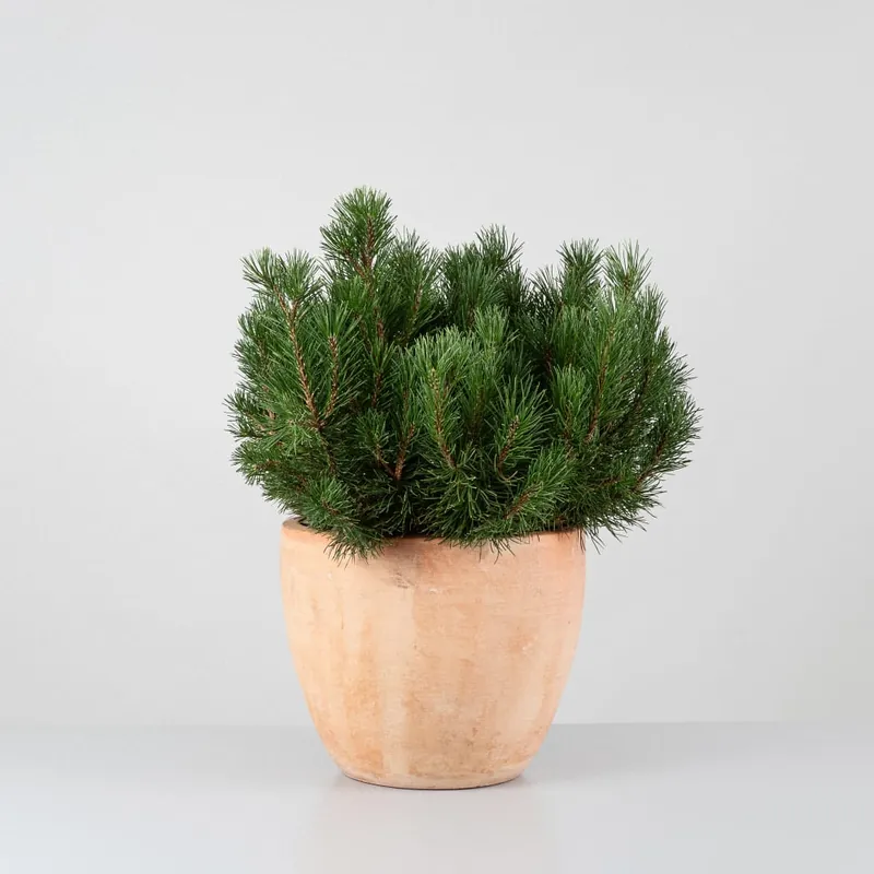 Promoción Pinus mugo (Pino enano)
