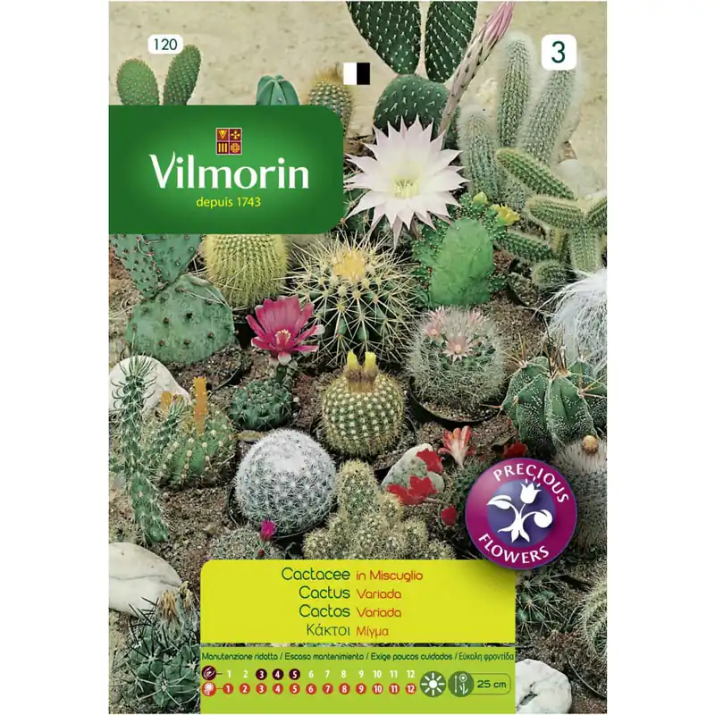 Venta Final Semilla cactus variados
