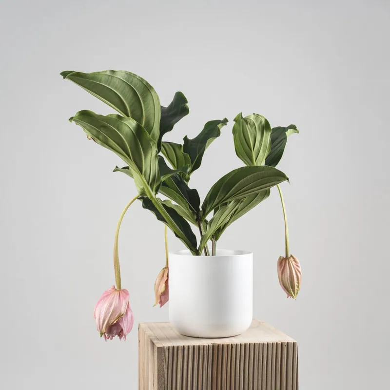 Medinilla magnifica Última Oportunidad