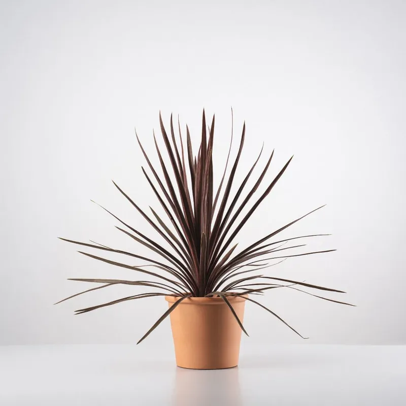 Novedad Dracaena Cordyline australis 'Red Star'