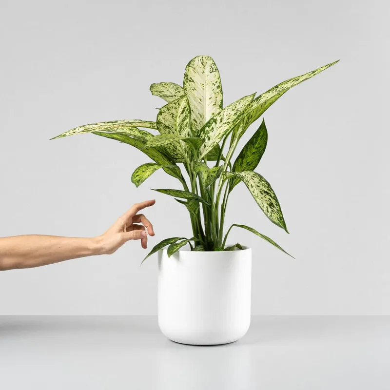 Original Dieffenbachia 'Vesuvius'