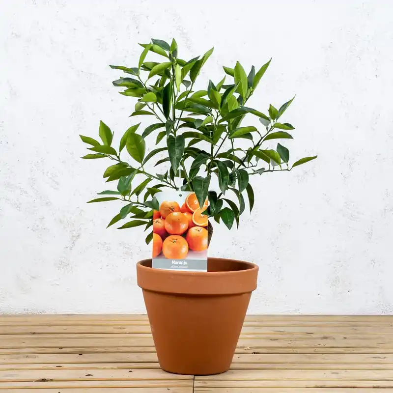 A Buen Precio Naranjo (Citrus sinensis)