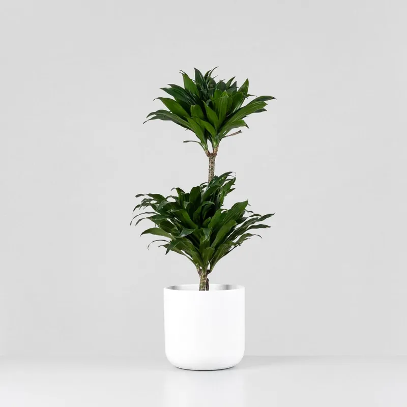 Dracaena fragrans 'Compacta' Solo Hoy