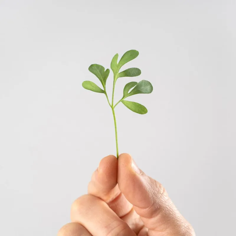Nueva Colección Ruda (ruta graveolens) - Planta aromática