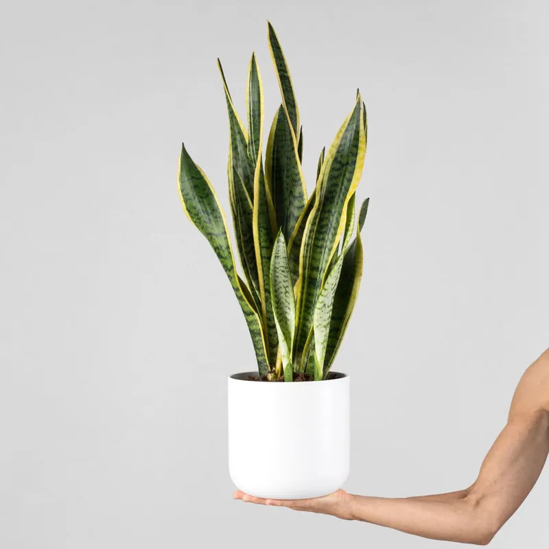 Sansevieria trifasciata 'Laurentii' Rebajas