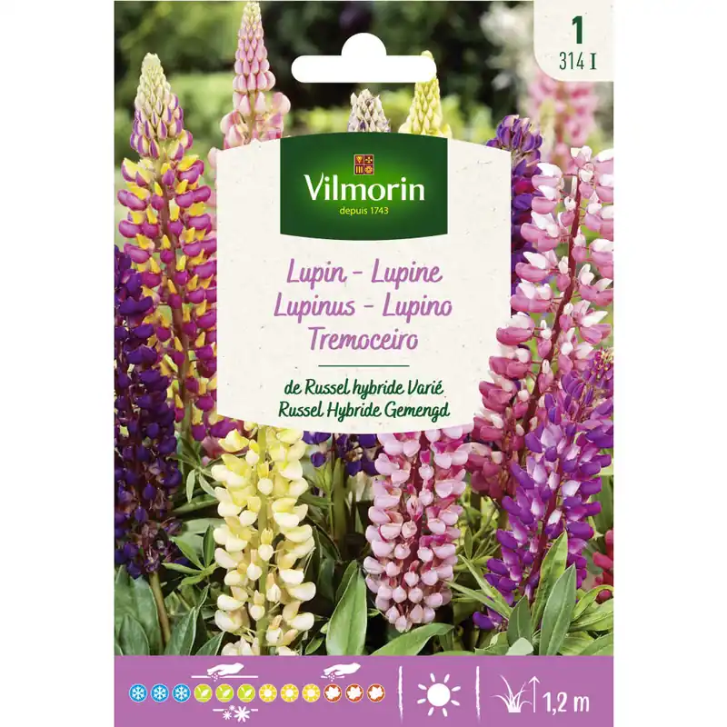 Semilla lupinus variado Comprar En Línea