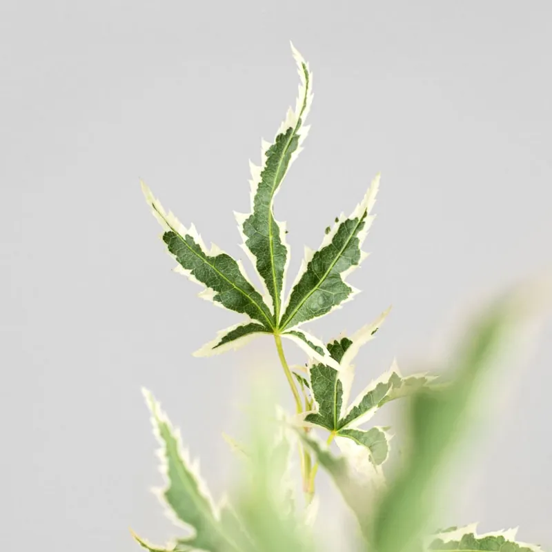 Acer palmatum cv. Entrega Rápida