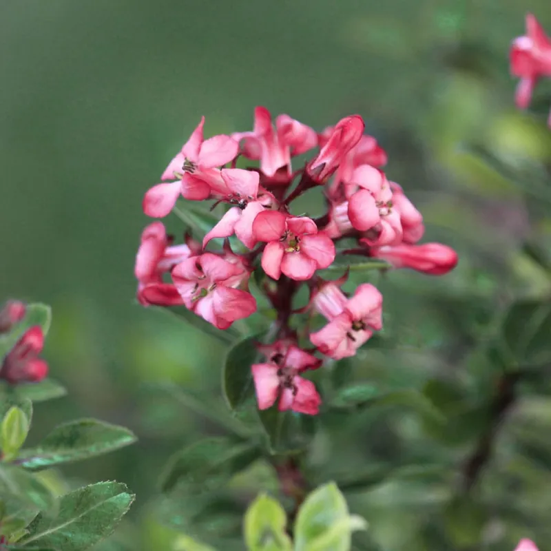 Más Vendido Escallonia 'Red Dream'