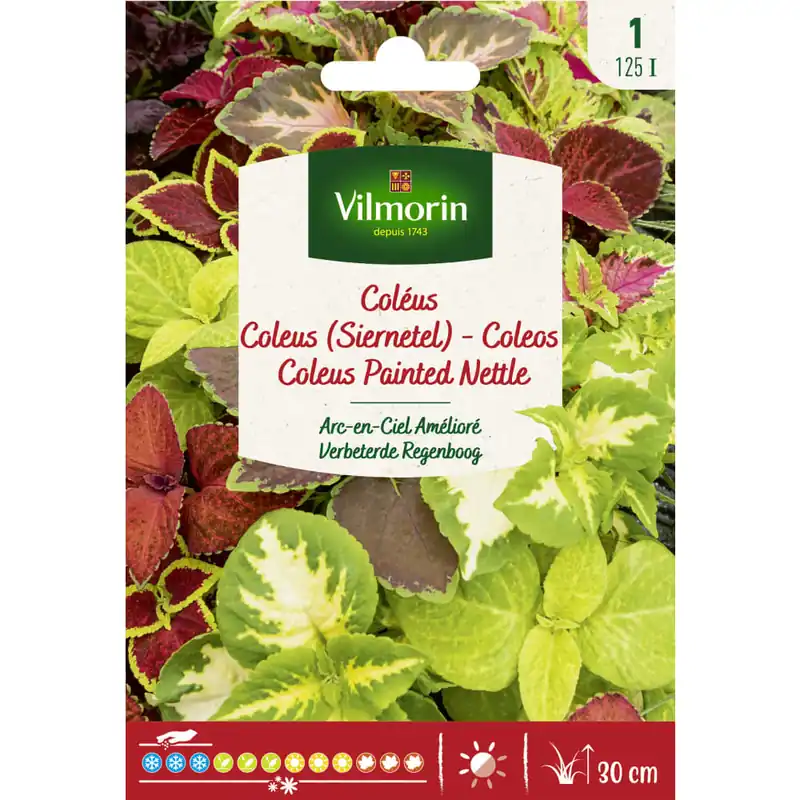 Stock Limitado Semilla coleos variado