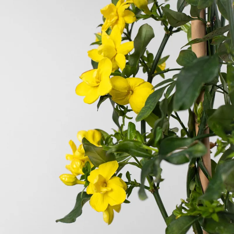 Jazmín amarillo (Jasminum Mesnyi) Gran Oferta