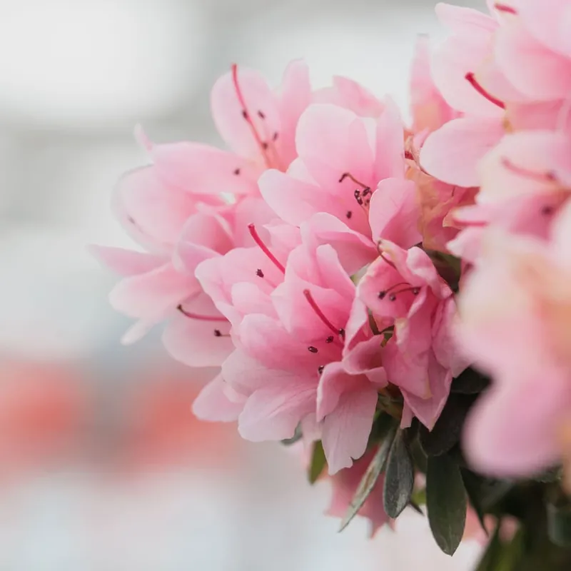 Promoción Rhododendron × hybridum