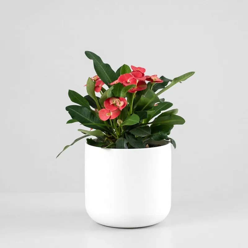 Euphorbia milii Exclusivo