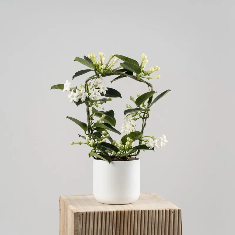 Precio De Oferta Stephanotis de interior