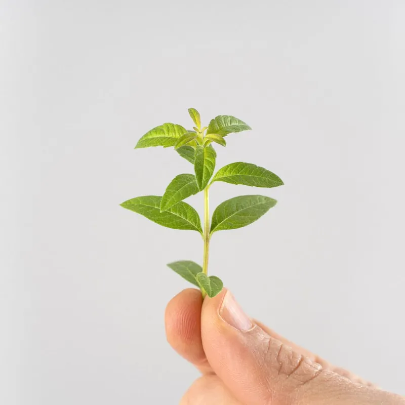 Original Hierba luisa (aloysia triphilla) - Planta aromática