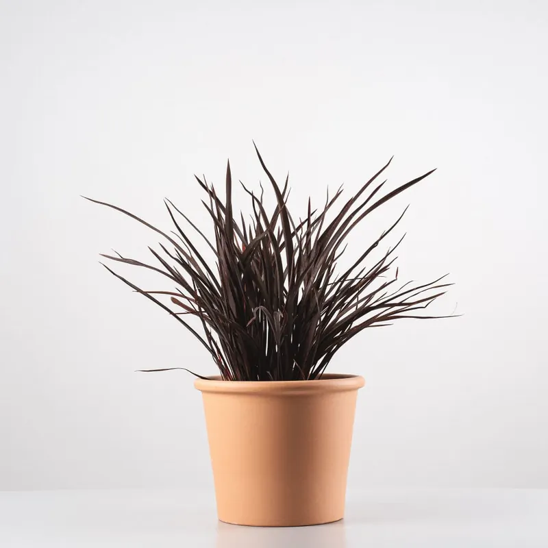 Oferta Phormium tenax 'Purpureum'