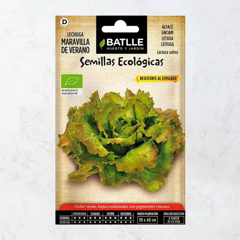 Semillas ecológicas de lechuga maravilla de verano Tendencia