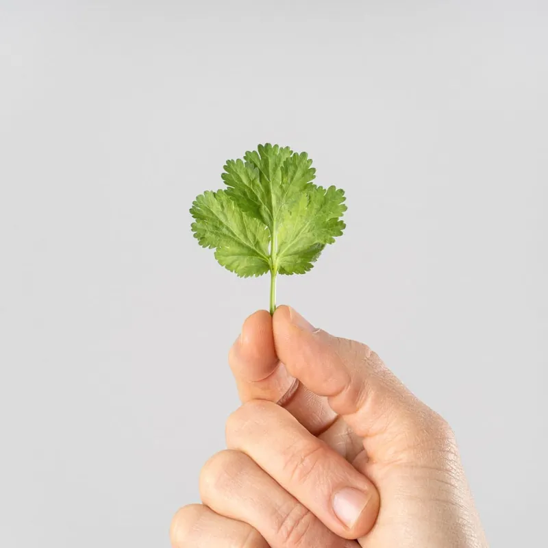 Oferta Cilantro (coriandrum sativum) - Planta aromática