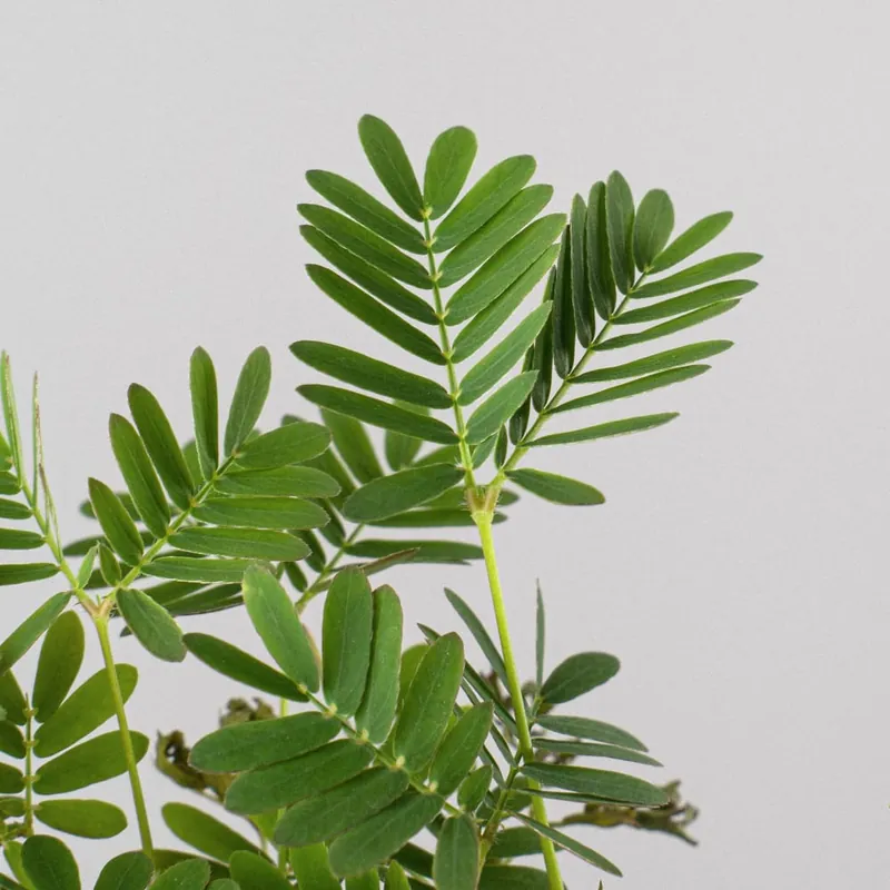Mimosa pudica Rebajas