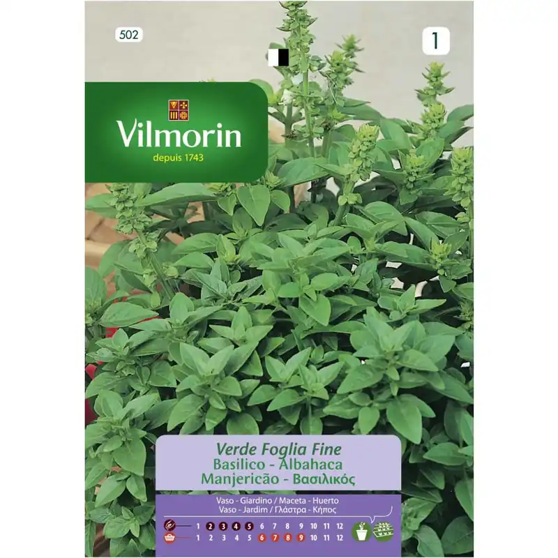 Semilla albahaca fina  verde Económico
