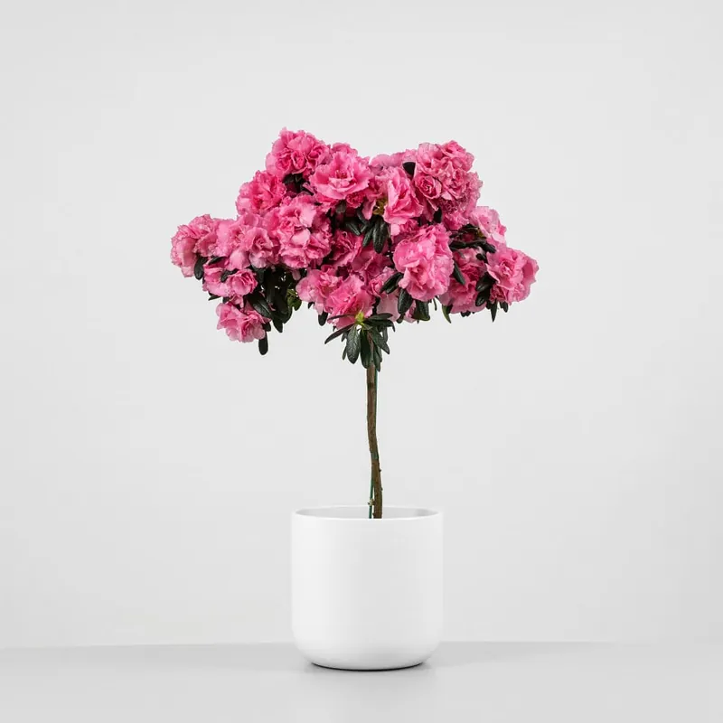 Última Oportunidad Azalea copa