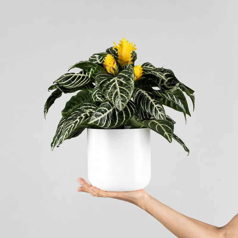 Edición Limitada Aphelandra squarrosa 'Dania'