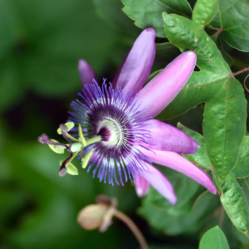 Passiflora × violacea Más Vendido