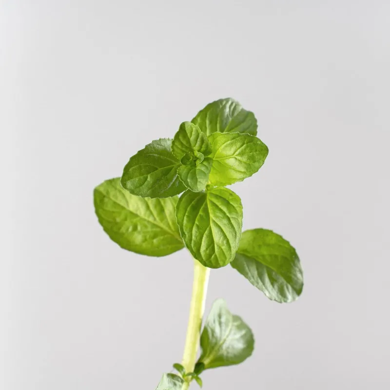 Última Versión Poleo (mentha pulegium) - Planta aromática