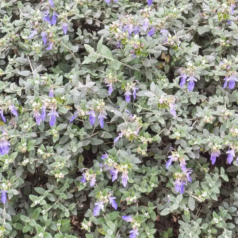 Teucrium fruticans Oferta