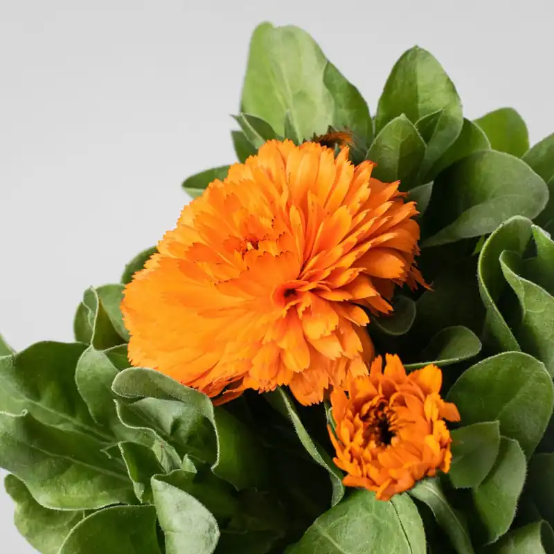 Promoción Exclusiva Calendula officinalis