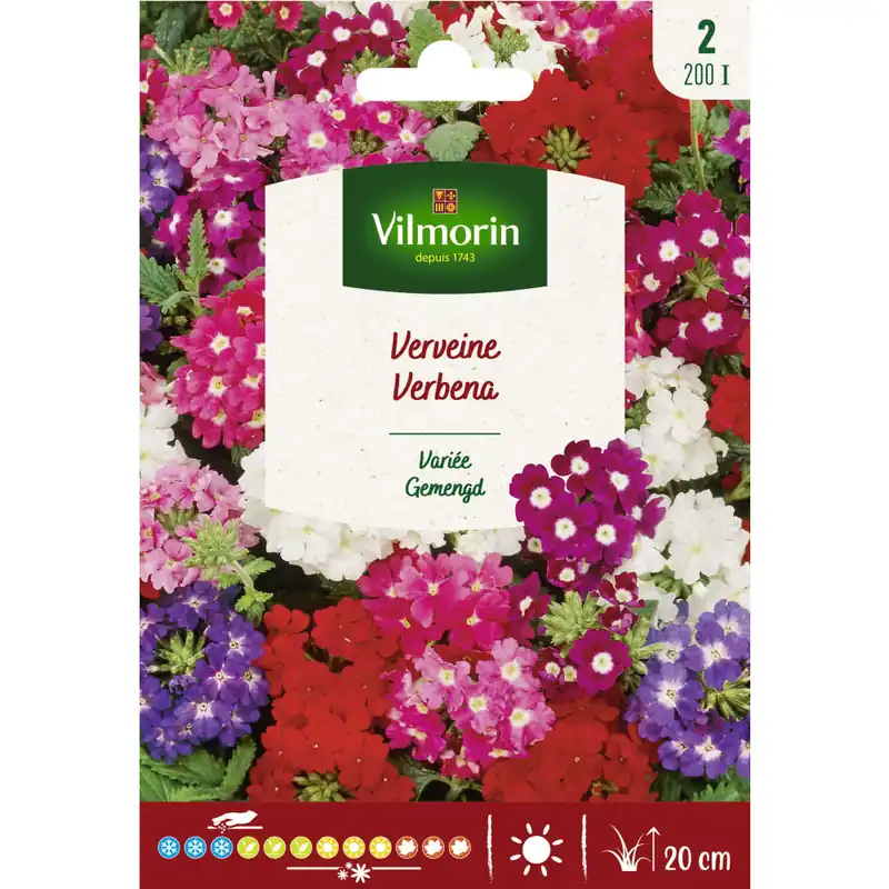 Garantía De Devolución De Dinero Semillas de Verbena × hybrida