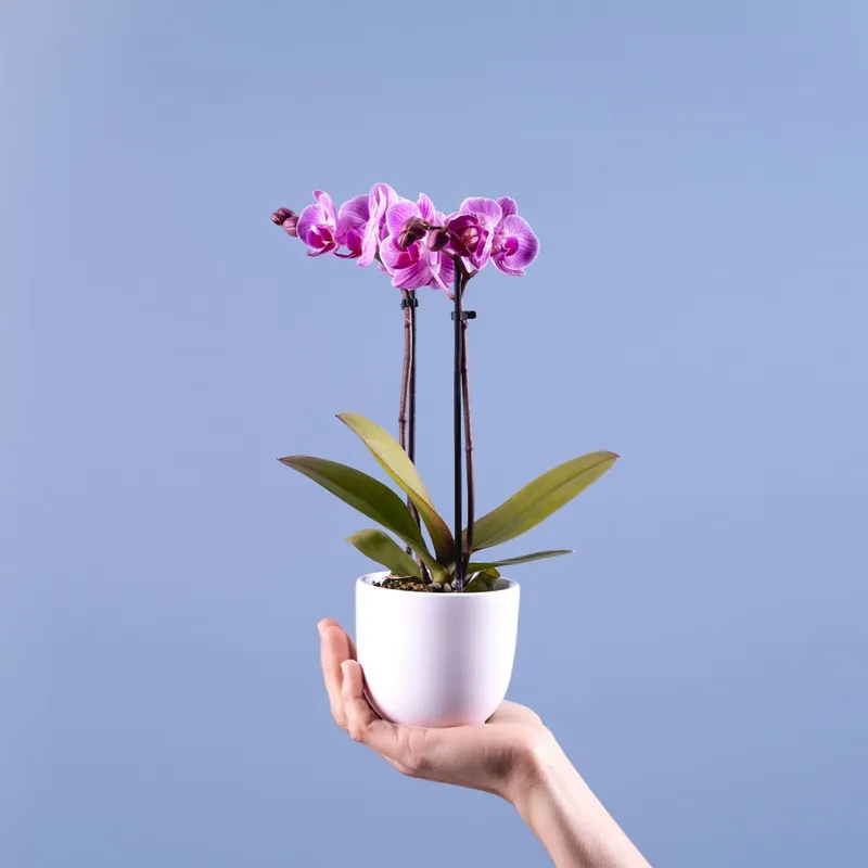 Orquídea Phalaenopsis Mini (varios colores) Nueva Colección