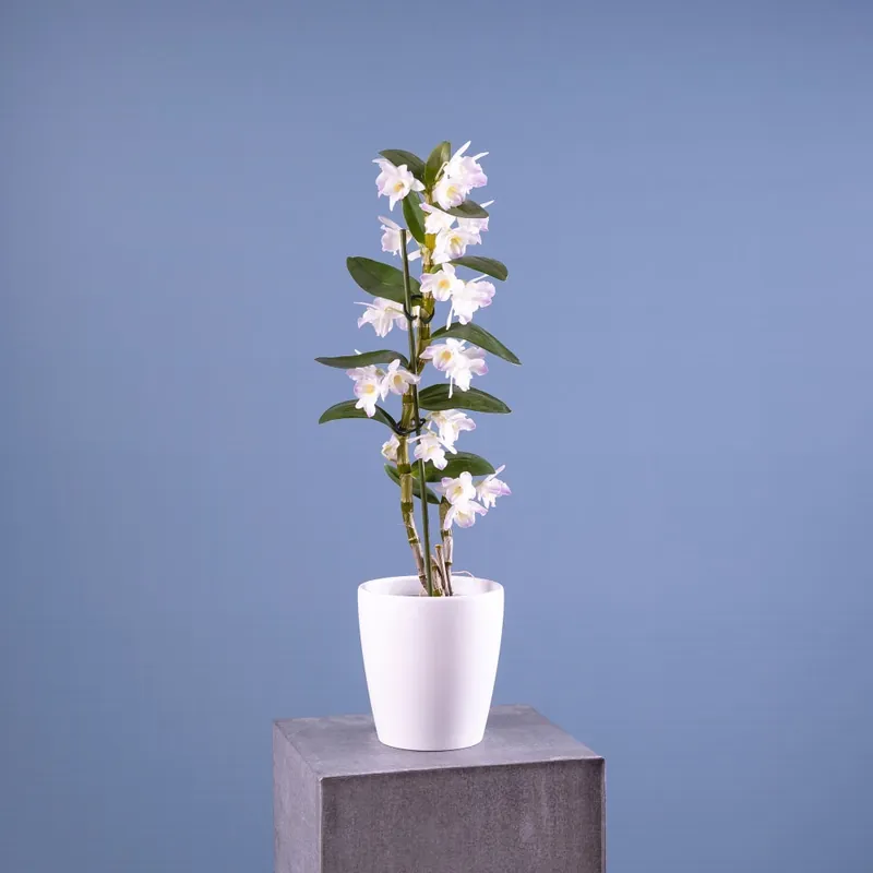 Orquídea Dendrobium nobile Última Oportunidad