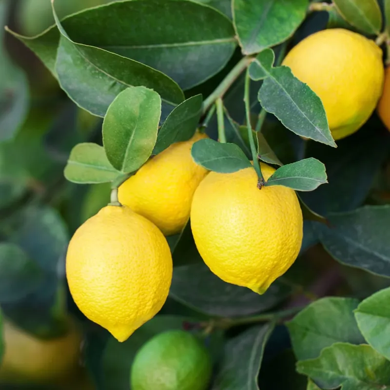 Precio Rebajado Limonero (Citrus limon)