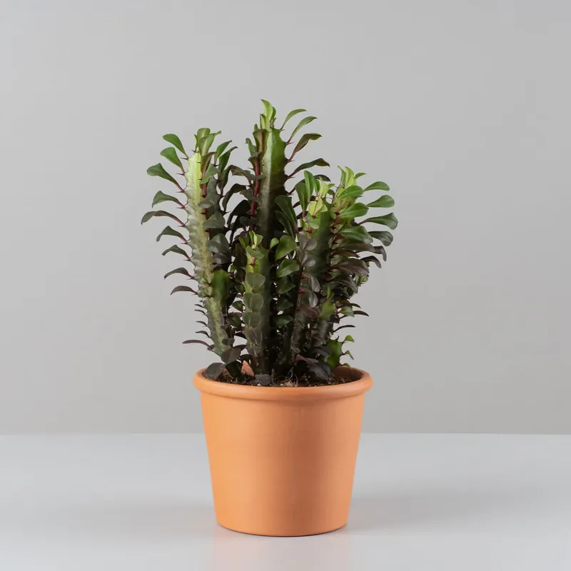 Imprescindible (Must-Have) Euphorbia trigona f. rubra
