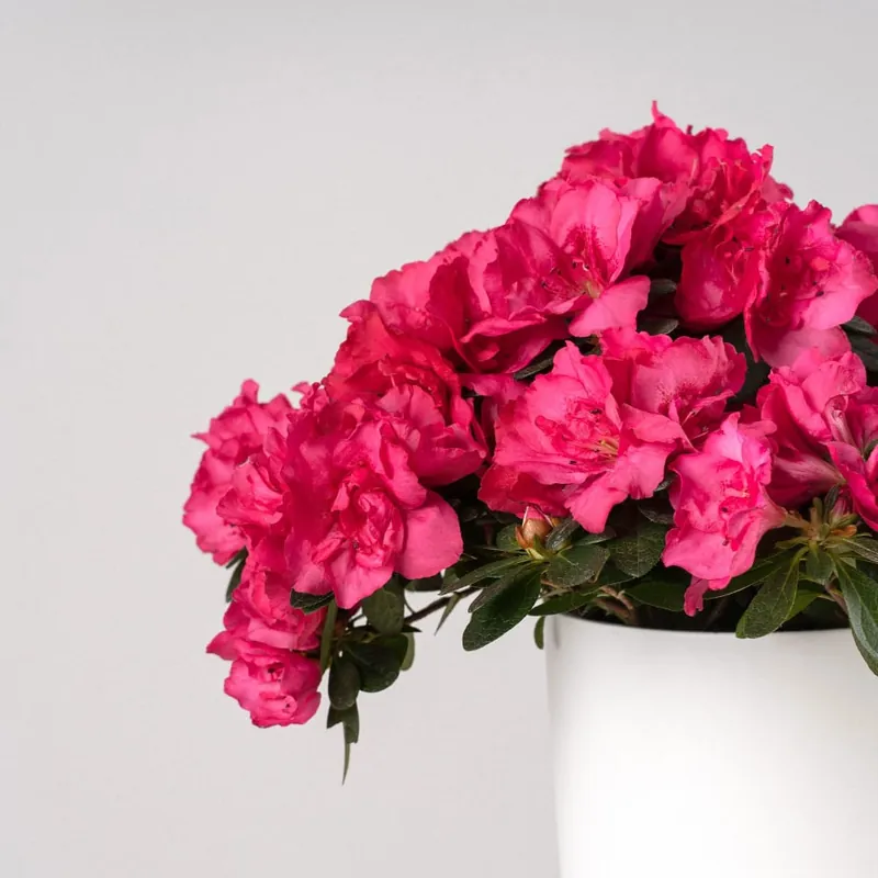 Azalea Hortinno (varios colores) Profesional