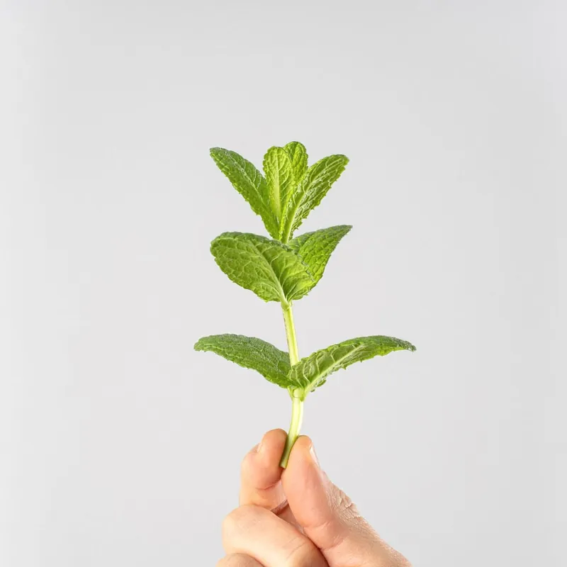 Última Oportunidad Menta suaveolens - Planta aromática