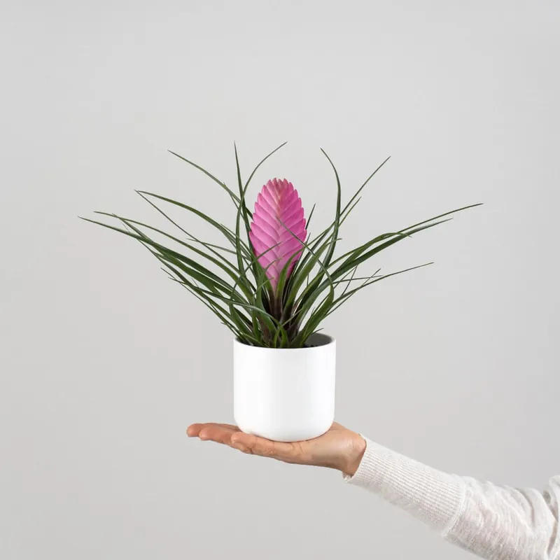 Tillandsia cyanea 'Anita' Envío Inmediato