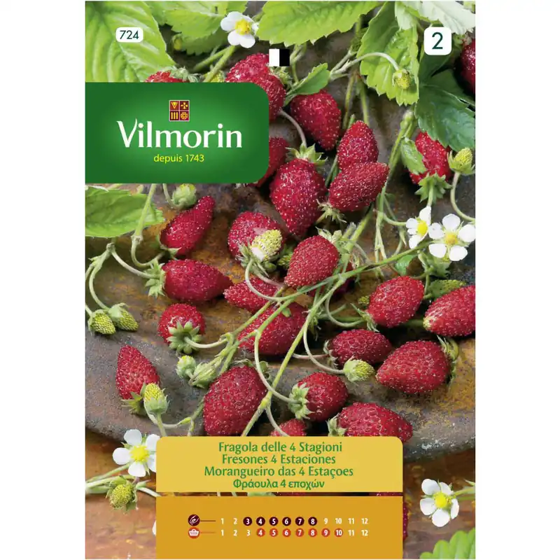 Gran Oferta Semilla fresones 4 estaciones