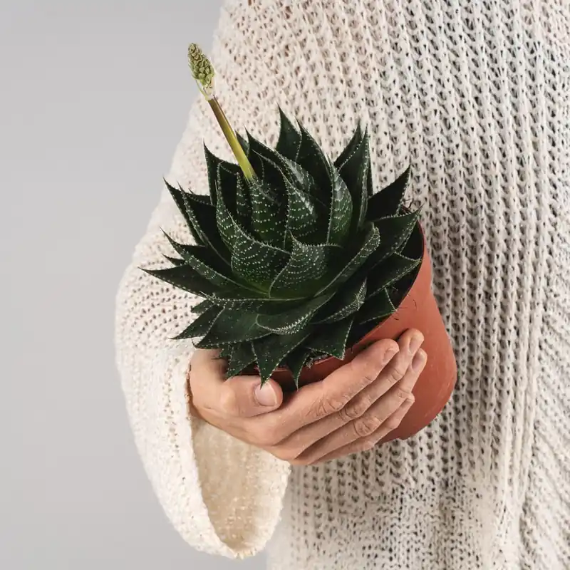 Comprar En Línea Aloe 'Cosmo'