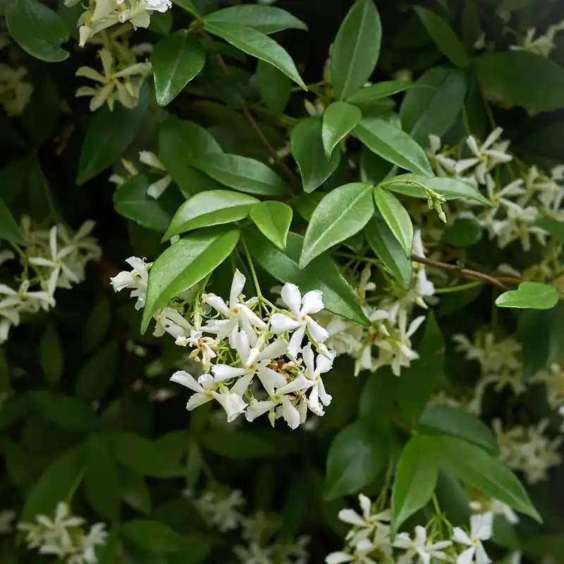 Trachelospermum jasminoides (Jazmín estrellado) Tendencia