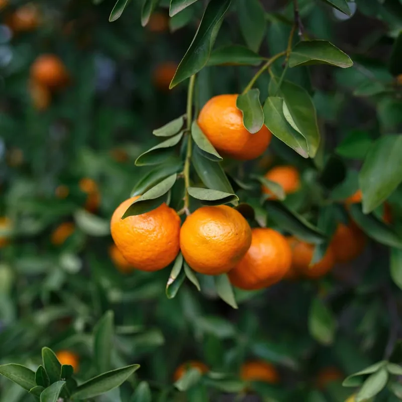 Mandarino (citrus reculata) Últimas Unidades