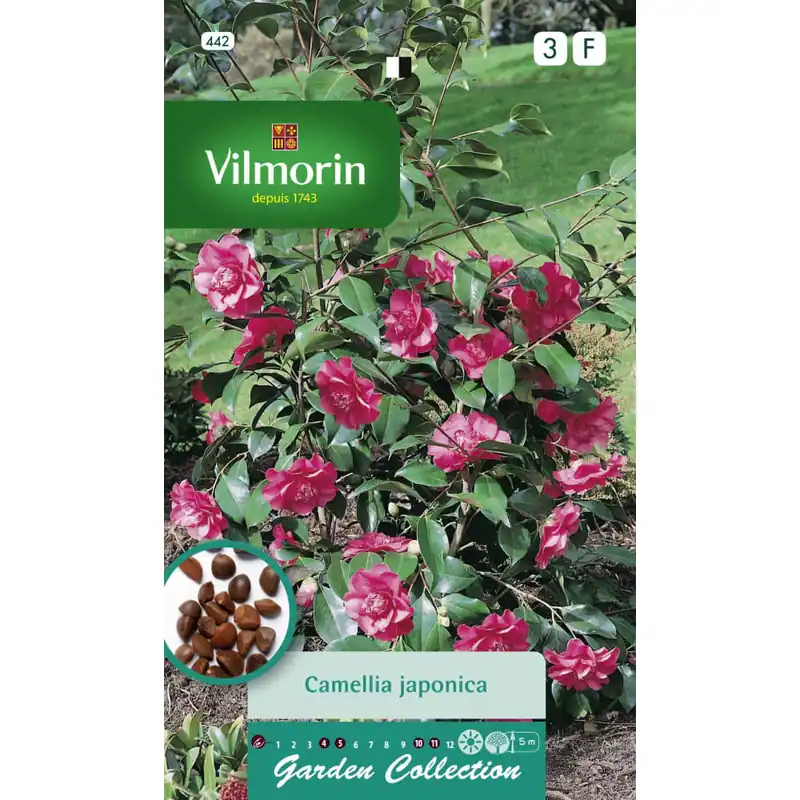 Semilla camelia japónica Mejor Precio
