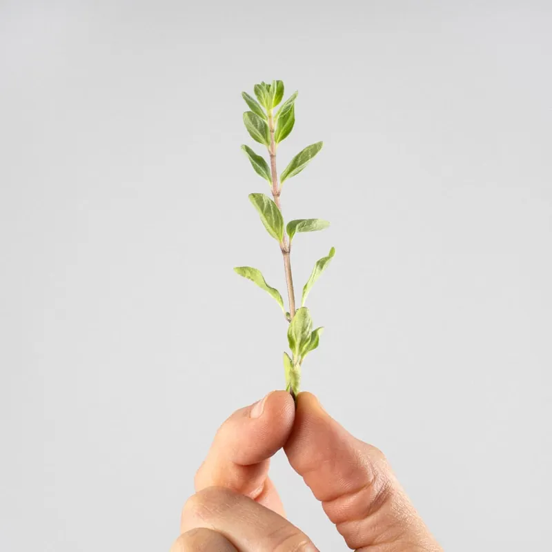 Oferta Mejorana - Planta aromática
