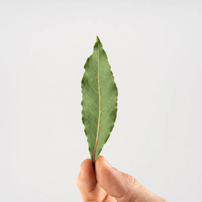Bestseller Laurel (laurus nobilis) - Planta aromática