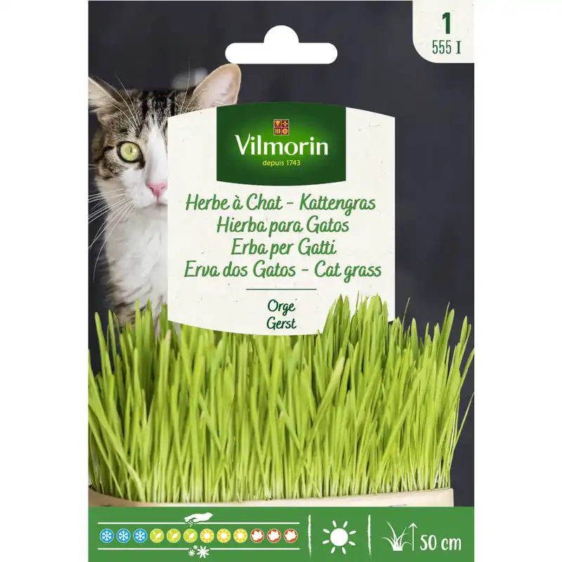 Semilla hierba para gatos Precio Bajo