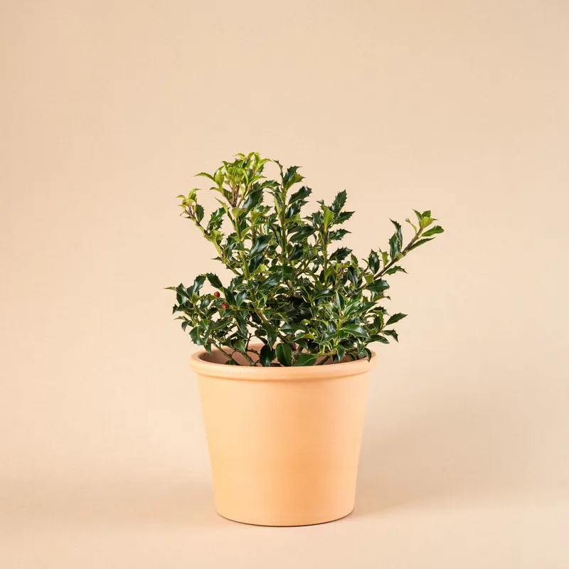 Ilex aquifolium 'Alaska' (Acebo) Mejor Precio