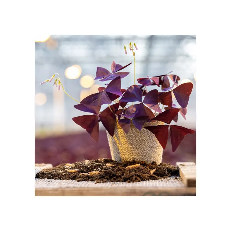 Mejor Calidad Oxalis triangularis de hoja púrpura