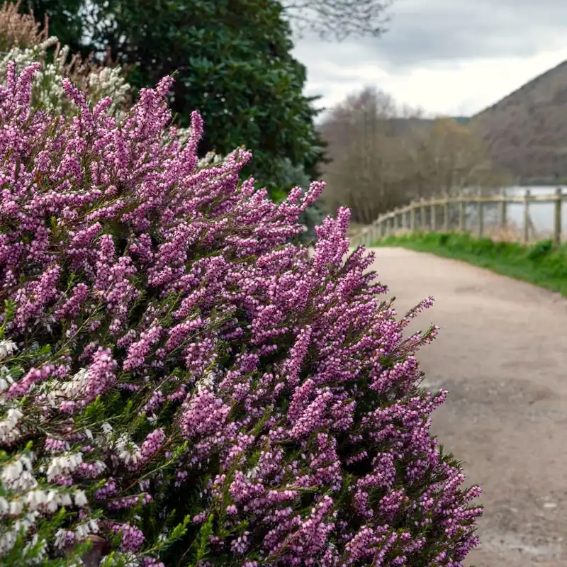Erica  darleyensis (Brezo de invierno) Oferta De Temporada