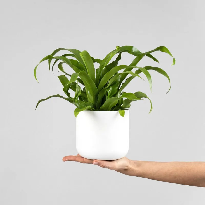 Helecho Asplenium antiquum Súper Precio