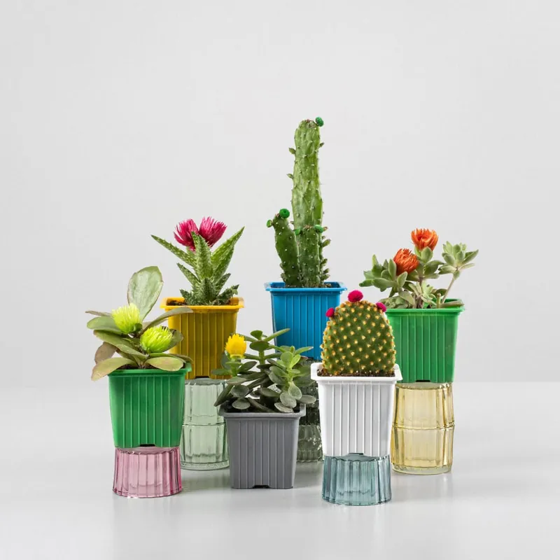 Cesta de 6 cactus con flor Promoción Exclusiva